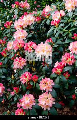 Rhododendron ' Percy Wiseman' AGM Stockfoto