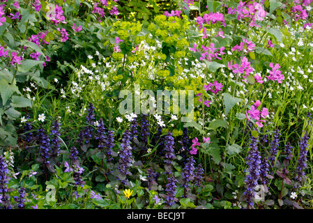 Stitchwort (Stellaria Holostea), Trompete (Ajuga Reptans), Wolfsmilch (Euphorbia Amygdaloides) und Ehrlichkeit (Lunaria Annua) Stockfoto