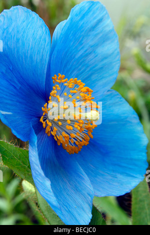 Meconopsis 'Lingholm' Stockfoto