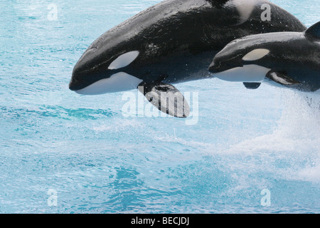 Mutter und Baby-Orca Wale Stockfoto