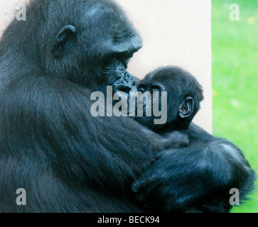 Weibliche Flachlandgorilla umarmt baby Stockfoto