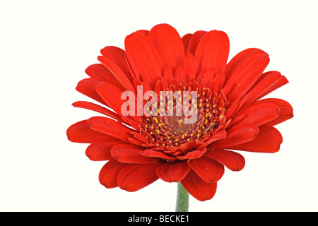 Mini-Gerbera Stockfoto