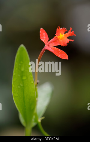 Orchidee (Epidendrum Calanthrum), Südamerika Stockfoto