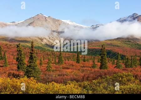 Denali National Park im Herbst, Alaska, USA, Nordamerika Stockfoto