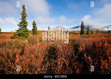 Denali National Park im Herbst, Alaska, USA, Nordamerika Stockfoto