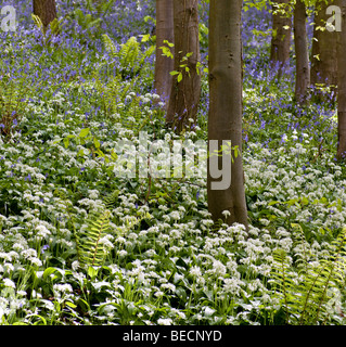 WYE VALLEY WOODLAND MIT GLOCKENBLUMEN UND BÄRLAUCH. Stockfoto