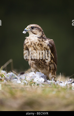 Saker Falcon (Falco Cherrug), zupfen Pidgeon, Rheinland-Pfalz, Deutschland, Europa Stockfoto