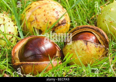 Gefallenen Conkers. Rosskastanie, Aesculus Hippocastanum. UK Stockfoto