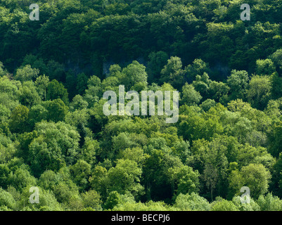 Bäume am Ufer des Flusses Wye Wye Valley, Gloucestershire Englans. Stockfoto