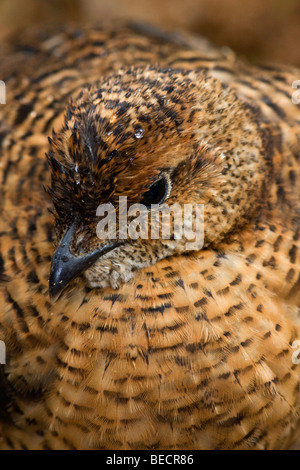 Birkhuhn Lyurus tetrix, Tetrao tetrix), Neuschoenau, Bayern, Deutschland Stockfoto