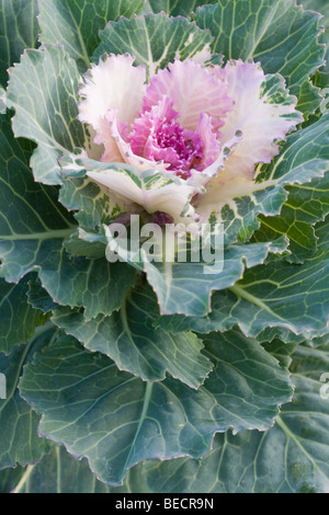 Rosa ornamentalen Grünkohl (wird) Stockfoto