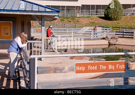 Red River State Forelle Brüterei in der Nähe von Red River, New-Mexico. Stockfoto
