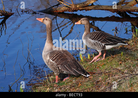 Paar Graugänse, Graugans, Graugans (Anser Anser) Stockfoto