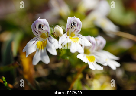 Augentrost (Euphrasia Officinalis), Heilpflanze Stockfoto