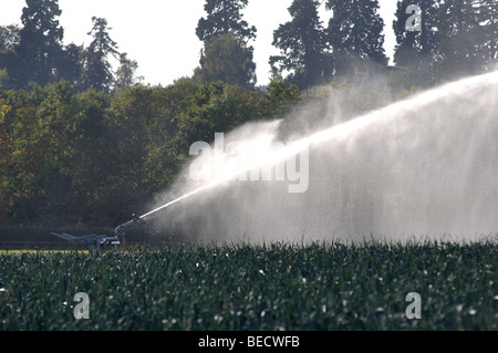 Bereich der Lauch wird bewässert, Warwickshire, England, UK Stockfoto