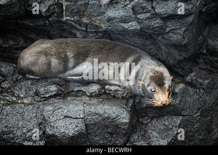 Galapagos Seebär (Arctocephalus Galapagoensis) auf nassen Felsen Insel Santiago, San Salvador, James Island, Puerto Egas, Galapag Stockfoto