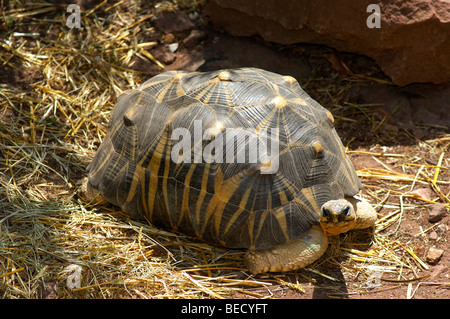 Ausgestorbene Schildkröte (Geochelone Radiata) aus Madagaskar, in Gefangenschaft Stockfoto