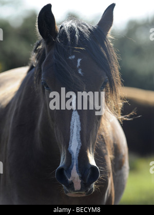 Eine braune wilde welsh Pony in den Brecon Beacons Stockfoto