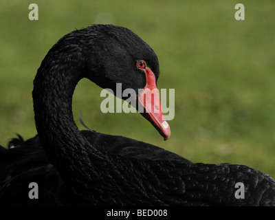 Ein schwarzer Schwan mit rotem Schnabel sitzen auf dem Rasen. Stockfoto