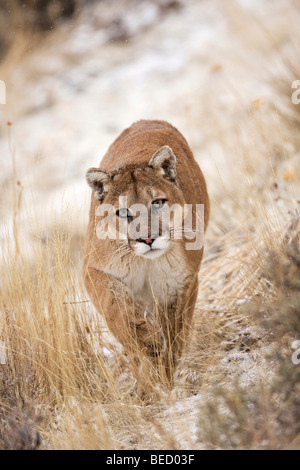 PUMA (Felis Concolor), Montana, USA Stockfoto