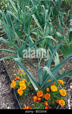 Ringelblumen neben Lauch und Zwiebeln in einem Gemüsegarten wächst Stockfoto