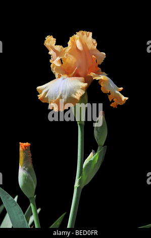 Orangefarbene Iris Blume an einem sonnigen Tag auf schwarzem Hintergrund isoliert Stockfoto