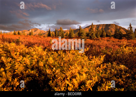 Denali National Park im Herbst, Alaska, USA, Nordamerika Stockfoto