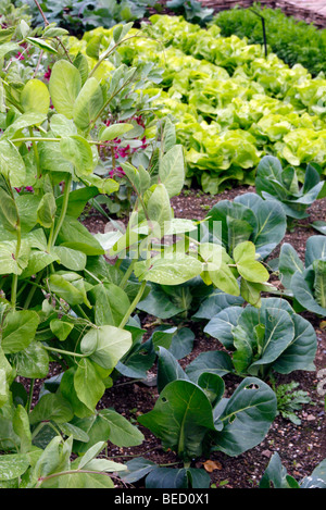 Gemüsegarten im frühen Mai Showning purpurrot blühenden Broan Bohne, Erbse "Feltham First", "Konkurrenzlos" Salat und Kohl "Hispi" Stockfoto