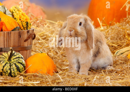 Hängeohrigen Zwerg Kaninchen / Hauskaninchen, Stroh Stockfoto