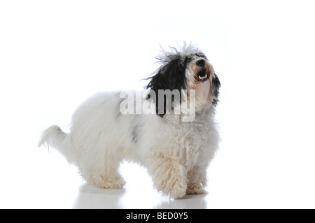 Porträt eines Havaneser Hund isoliert auf weißem Hintergrund Stockfoto