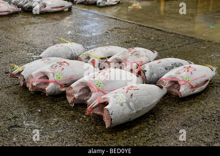 Gefrorenen Thunfisch für Auktion im Tsukiji-Fischmarkt in Tokio Stockfoto