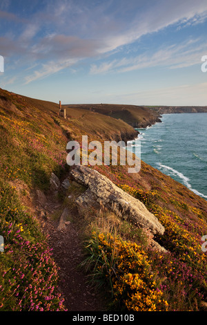Towanroath Mine auf Klippen in der Nähe von Extrameldung mit Heidekraut und Ginster blühen. Stockfoto