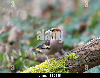 MÄNNLICHE KERNBEIßER COCCOTHRAUSTES THRONT AUF EINEM MOSS LOG SPRING TIME WEST SUSSEX UK Stockfoto