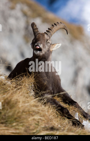 Alpensteinbock (Capra Steinbock), Pilatus, Luzern, Schweiz Stockfoto