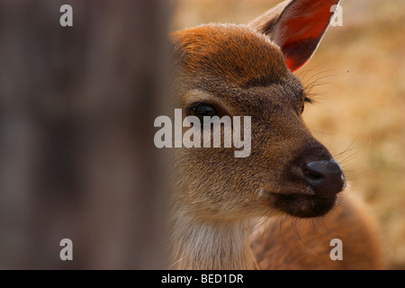 Scheue Reh Rehkitz versteckt sich hinter Baum Stockfoto