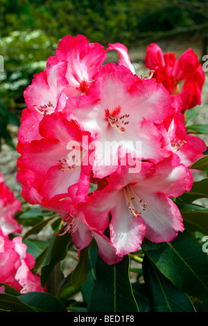 Rhodododendron "Point Defiance" Stockfoto