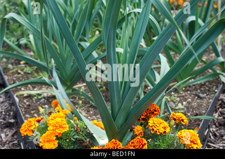 Ringelblumen neben Lauch und Zwiebeln in einem Gemüsegarten wächst Stockfoto