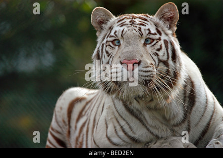 Weiße royal Bengal Tiger bereit zum Sprung Stockfoto