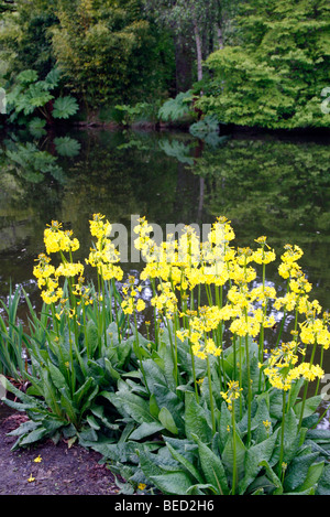 Primula Prolifera AGM Stockfoto