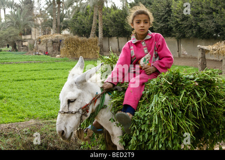 Mädchen auf Esel, Kairo, Ägypten Stockfoto