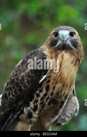 Rot - angebundener Falke, Buteo Jamaicensis, Florida, in Gefangenschaft Stockfoto