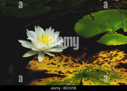 Nahaufnahme der Seerose im Teich Stockfoto