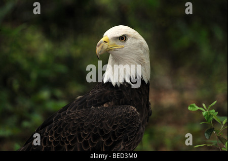 Weißkopfseeadler Haliaeetus Leucocephalus, Florida, in Gefangenschaft Stockfoto