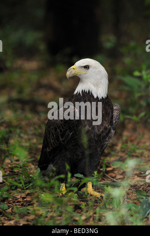 Weißkopfseeadler Haliaeetus Leucocephalus, Florida, in Gefangenschaft Stockfoto