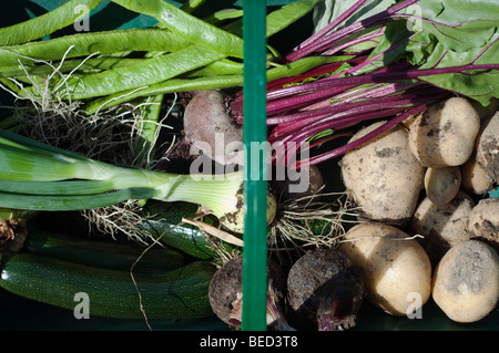 Gemüse in eine Trug, UK. Stockfoto