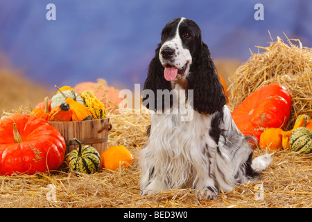 English Cocker Spaniel, schwarz-weiß / Stroh, Kürbisse Stockfoto