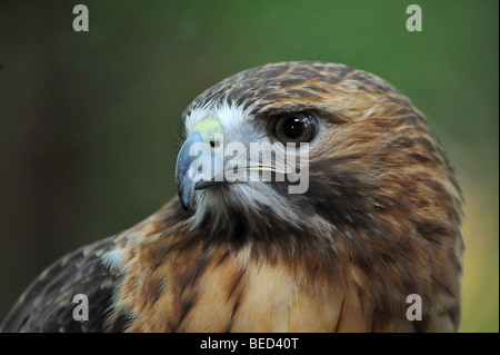 Rot - angebundener Falke, Buteo Jamaicensis, Florida, in Gefangenschaft Stockfoto
