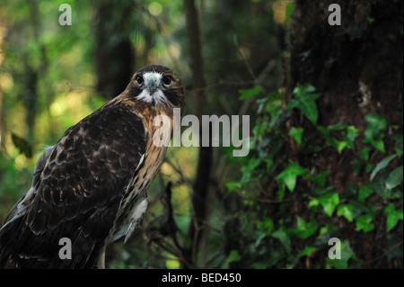 Rot - angebundener Falke, Buteo Jamaicensis, Florida, in Gefangenschaft Stockfoto