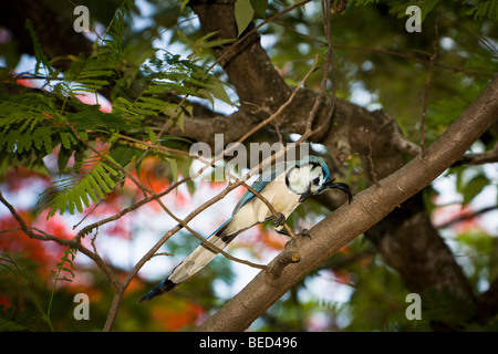 Weiße-throated Magpie-Jay (Calocitta Formosa) in einem Poinciana Baum am Playa Octotal, Provinz Guanacaste, Costa Rica. Stockfoto