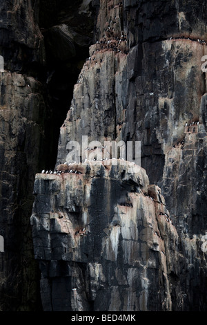 Ein Vogel-Klippe mit Brünnichs Trottellummen in Svalbard Stockfoto